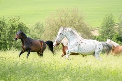 Pony-Erlebnis auf dem Gnadenhof Termin 2