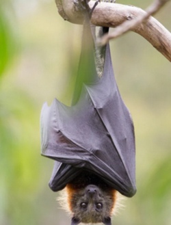 Fledermaus Werkstatt