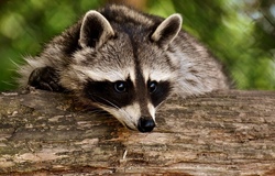 Tierpark Bad Mergentheim