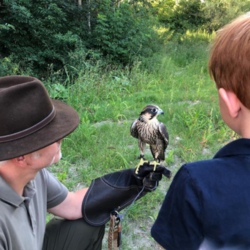Juniorfalknerschein mit der Falknerei Eulenstein