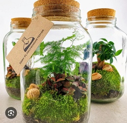 Flaschengarten &ndash; Mini Garten im Glas 