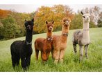 Alpakatour mit Schatzsuche und Workshop 