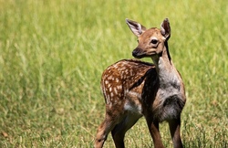 Modernes Jagen mit den Gumppenberger J&auml;gern und Hunden