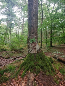 Spiel und Spa&szlig; im Sommerwald - 1