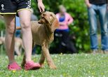 Kids & Dogs