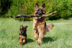 Kids & Dogs
