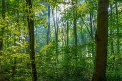 Dem Wald vertrauen