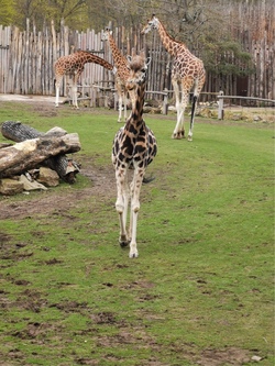 Familien-Tagesfahrt in den Zoo Leipzig 