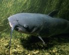 Der Schatz im Silbersee - Spannende Schnitzeljagd rund ums Thema heimische Fischarten