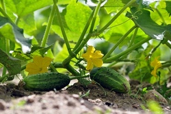 Faszination Garten - unterwegs als Gartenentdecker:in
