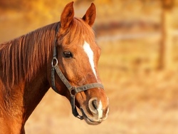 Reiten
