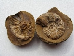 Fossiliensuche im Ortenburger Meeressand