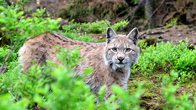 Ein tierischer Tag im Wildpark