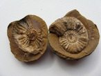 Fossiliensuche im Ortenburger Meeressand