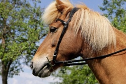 Ponyreiten auf dem Reitplatz