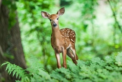 Naturentdecker unterwegs - Waldtag 