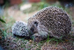 Rund um den Igel