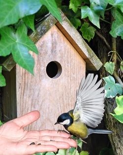 Piepshow f&uuml;r deinen Garten - Nistkastenbau mit Johann