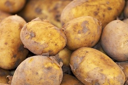 Gemeinsam Kartoffeln ernten, zubereiten und genie&szlig;en