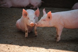 Quiz- und Spielstra&szlig;e in der Landesanstalt f&uuml;r Schweinezucht 