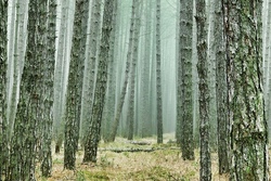 Wald-Abenteuer