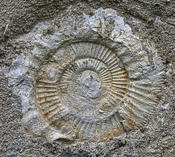 Fossiliensuche im Steinbruch B&auml;rnreuther