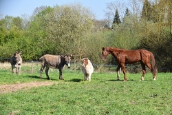 Pony-& Eselabenteuer auf dem Jura Ferienhof 