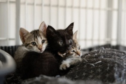 Blick hinter die Kulissen des Tierheims