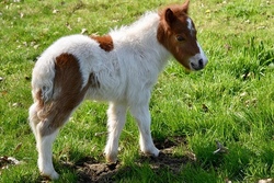 Glitzernder Pony-Vormittag 