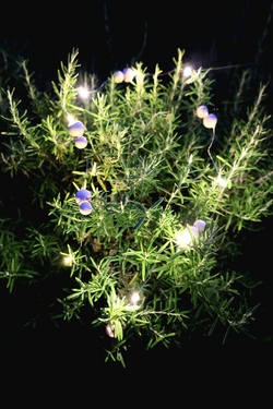 Gl&uuml;hw&uuml;rmchen Lichterkette