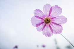 Wir gestalten ein florales Wandbild 