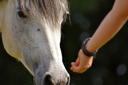 Therapeutisches Reiten der Lebenshilfe Heidenheim e.V.