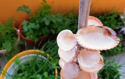 Insektentr&auml;nke