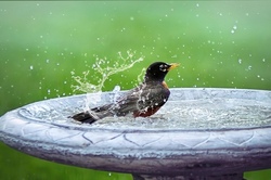 Vogeltr&auml;nken aus Beton