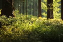 Achtsamkeit im Wald