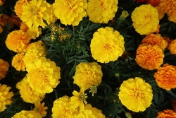 Ringelblumen-Salbe herstellen Vormittag zus&auml;tzlich