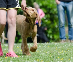 Sommerferienkurs f&uuml;r Kinder mit Hund