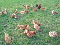 Zusatztermin: Ein Besuch auf dem Bauernhof