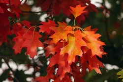 Herbstferien - 2. Woche Geschwisterkinder