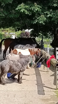 Schnupperreiten auf Hof G&ouml;singen