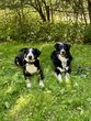 Abenteuerliche Schatzsuche: Mit den Therapiehunden Emma und Bailey auf Spurensuche