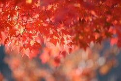 Clemensschule Herbstferienbetreuung 1. Ferienwoche
