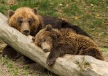 Auf den B&auml;ren gekommen&hellip; &ndash; Ausflug zum B&auml;renpark