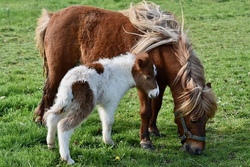 Die wilde Ponyherde - Ponyworkshop f&uuml;r Minis