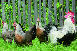 Herbstferienprogramm - Vom Ei zum Huhn, Asbacher H&uuml;tte - 