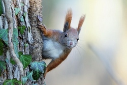 Vormittag im Wald