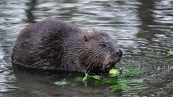 Wir entdecken Pflanzen und das Leben des Bibers rund um den Weidorfer Weiher