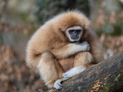 Zoo Arche Noah