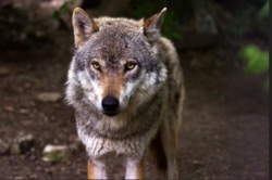 R&auml;uberwald