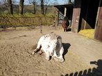 Die Ponywelt entdecken (2)
